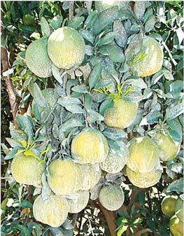 Os danos nos frutos são comuns quando estes permanecem por longos períodos expostos à incidência de radiação solar direta, portanto a queimadura é pior nos cultivares que produzem frutos na parte