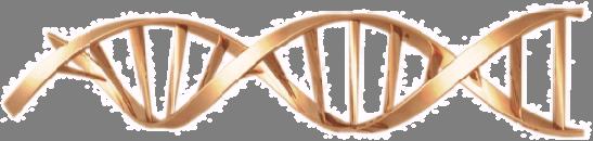 FUTURE Sem irradiação ADN não