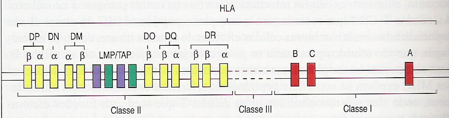 POLIMORFISMO DOS GENES HLA MHC - MHC Humano Gene N de Alelos N de Proteínas CLASSE I HLA-A 3.107 2.185 HLA-B 3.887 2.