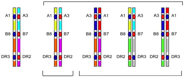 HAPLÓTIPOS MHC Tipagem HLA do Paciente: Fenótipo HLA-A1,3; B7, 8; DR2,3 Tipagem HLA do Doador Não Aparentado: Fenótipo HLA-A1,3; B7, 8; DR2,3 Haplótipos do paciente Haplótipos dos potencias doadores