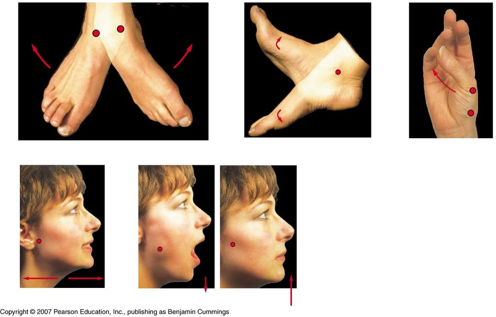 LE 6-34 Dorsiflexion (ankle flexion) Eversion Inversion Plantar flexion