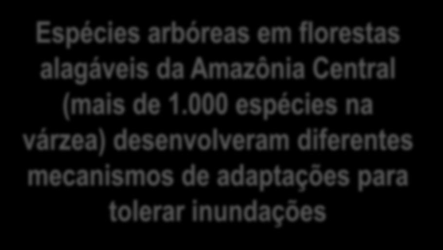 Nivel da água Porto de Manaus (m) 28 25 22 19 Pulso de inundação: força motriz Junk et al. (1989) Regular Annual ± Previsível 16 Dados: Agência Nacional de Águas - ANA 13 01. Jan 2005 01. Jan 2006 01.
