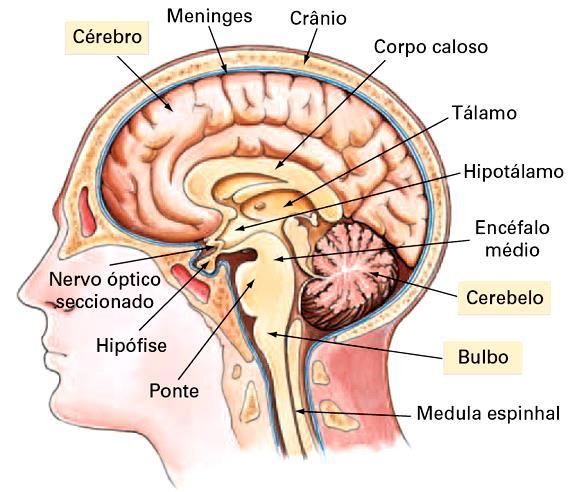 O sistema nervoso nos Vertebrados