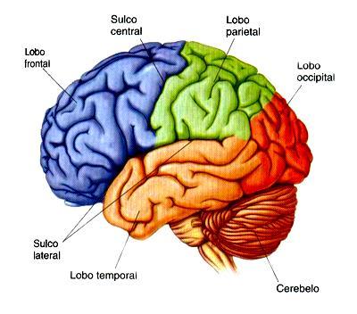 Sistema Nervoso Central Regiões do Cérebro Frontal Fala, início dos movimentos e personalidade; Parietal tato,