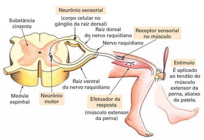 O sistema nervoso nos Vertebrados Ação Reflexa No arco