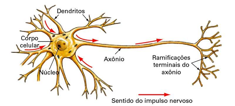 Neurônio Variam quanto a forma e tamanho, no entanto, podem-se reconhecer, na estrutura de qualquer neurônio, três partes fundamentais: Corpo Celular Contém a maior parte do citoplasma, organelas e