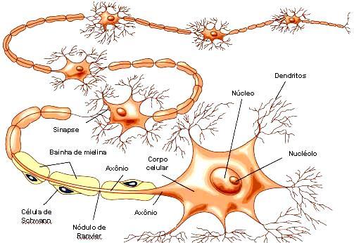 Bainha de Mielina células que contém lipídeos, que isolam e aumentam a velocidade do impulso nervoso.