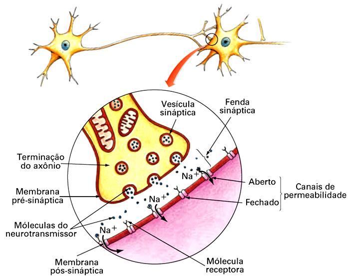 Sinapse nos Neurônios Para ocorrer a condução do impulso nervoso, a porção final do axônio de um neurônio termina próximo aos dendritos de outro neurônio, para células musculares (placa motora) e