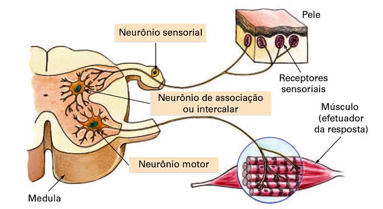 Os Tipos de Neurônios Neurônios