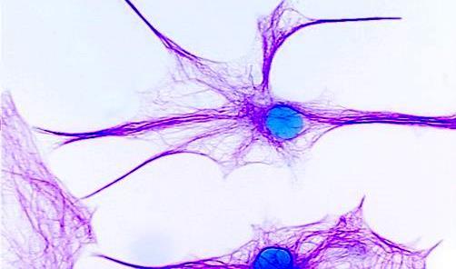 O sistema nervoso nos Vertebrados Divisão do sistema Nervoso Critérios Anatômicos Tubo neural (com uma cavidade interna), percorre o corpo em posição dorsal e é protegido pelos ossos do crânio e