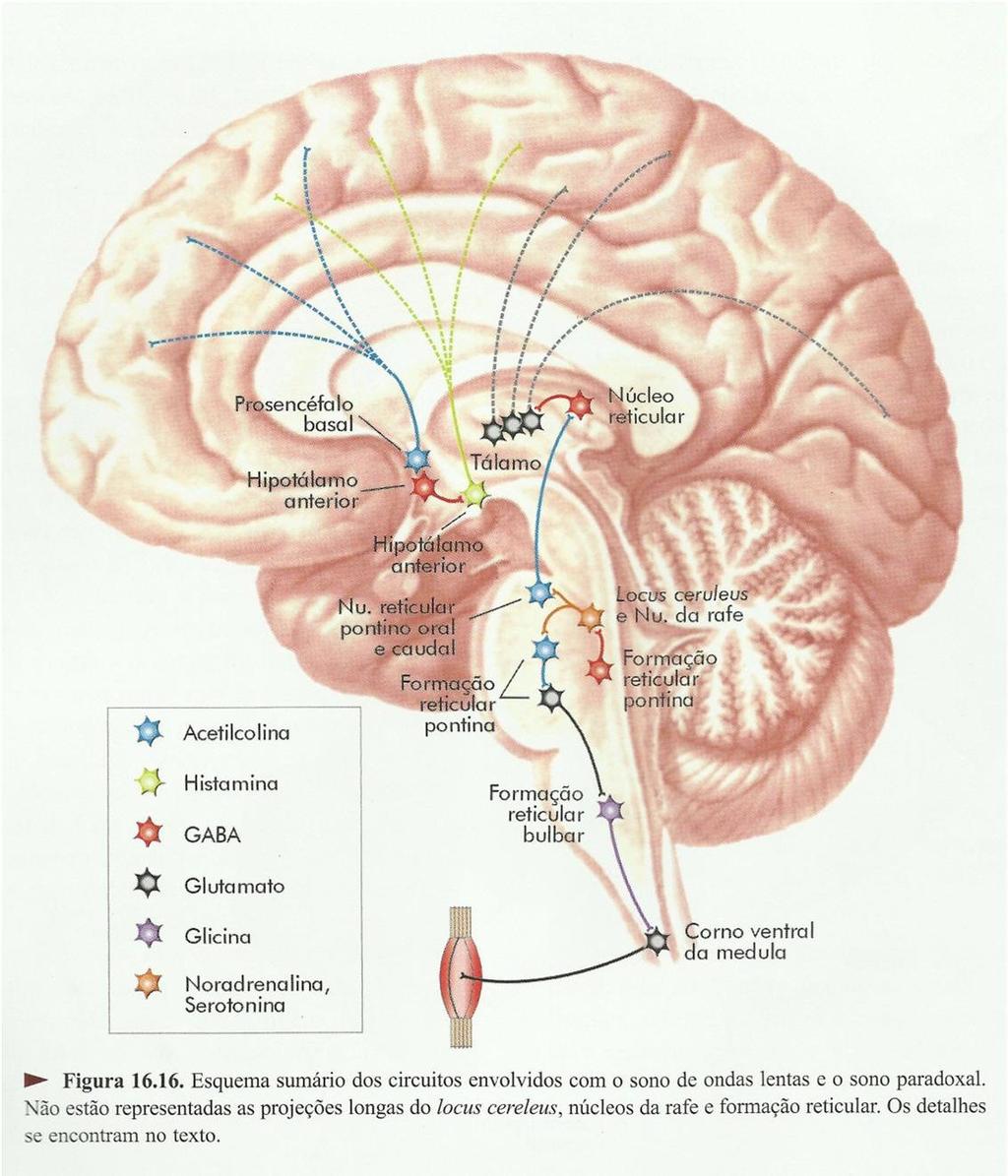Fisiologia do Sono Inicia pelo desligamento das vias ativadoras histaminérgicas (inibição por neurônios GABAergicos), inibição de motoneurônios medulares (ciclo respiratório homogêneo), a diminuição