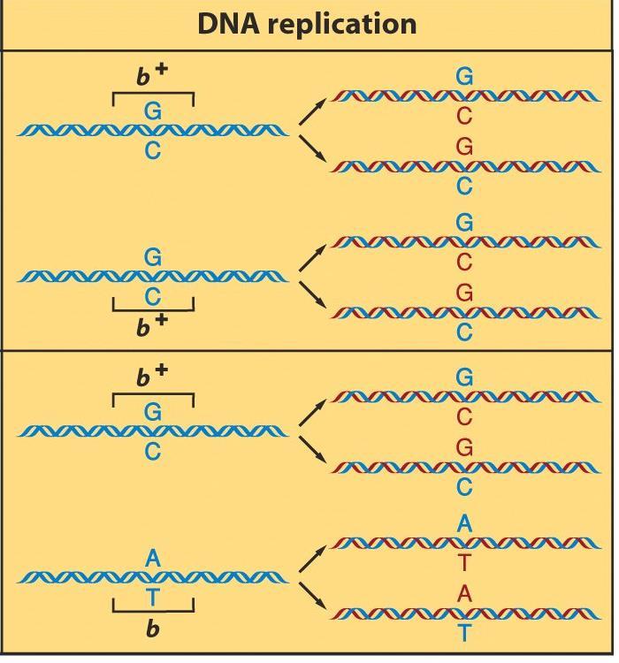 1 cromossomo interfásico= 1 molécula de DNA (1 cromátide) 2