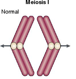 Que comportamentos cromossômicos são importantes na transmissão hereditária?