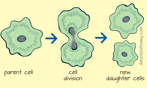 Como os cromossomos são transmitidos entre as