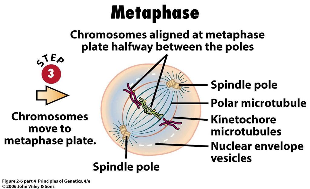 Mitose Centrossoma - centríolos