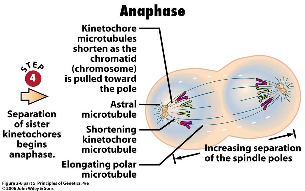 Mitose 23