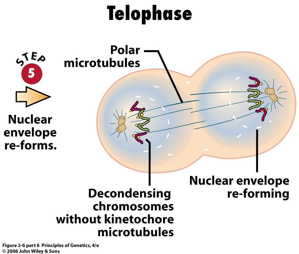 Mitose 24