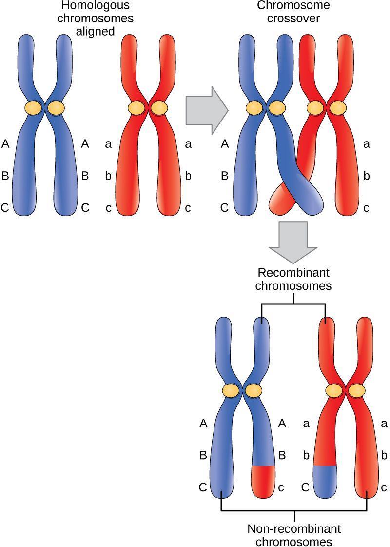 Cromossomos pareados Prófase I Paquíteno Homólogos totalmente pareados, crossing over pode ocorrer Troca de segmentos entre