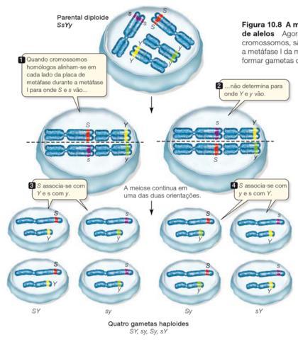 Metafase I Pareamento ALEATÓRIO dos homólogos no plano equatorial da célula