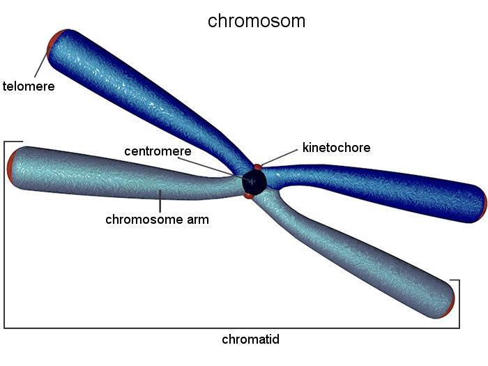 Como é a estrutura macroscópica dos cromossomos?