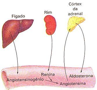 ALDOSTERONA: MINERALOCORTICOIDE: Queda da pressão arterial [Na+] nos túbulos renais renina (rins) angiotensinogênio angiotensina (fígado) supra-renais