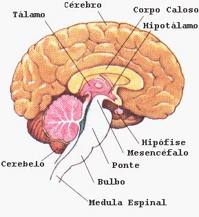 Anatomia