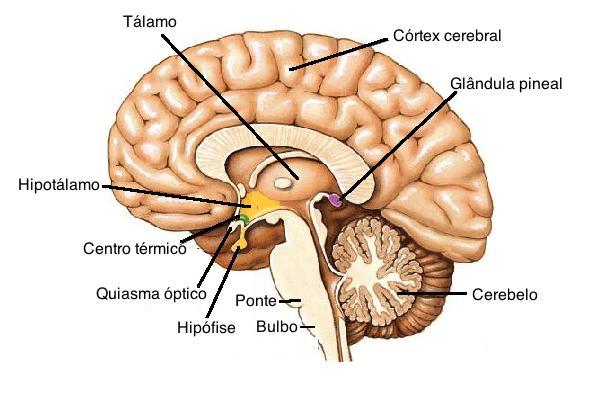 Sistema Nervoso e