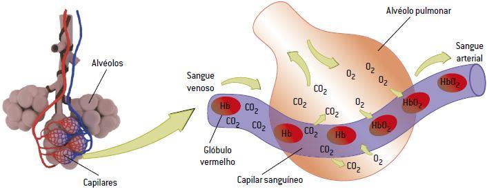 hematose: