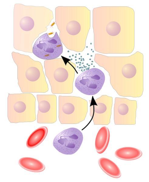 Leucócitos em ação Microrganism o invasor Tecido lesado Glóbulos vermelhos Leucócito em processo