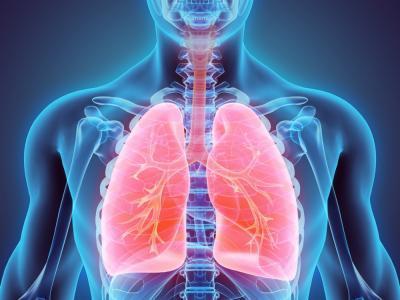 Sistema Respiratório Trocas Gasosas O sistema respiratório humano é constituído por um par de
