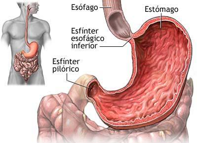 Esôfago Estômago Piloro ou esfíncter