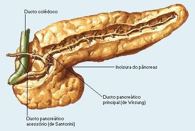 Glândulas Anexas