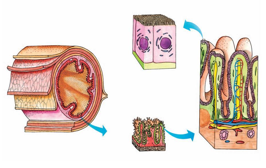 Absorção dos nutrientes Microvilosidades Revestimento intestinal externo (serosa) Intestino (em corte) Células que absorvem