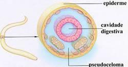 PSEUDOCELOMADOS: alguns possuem uma cavidade no corpo que não se