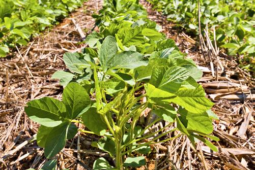 Boas práticas para a gestão responsável do Sistema Cultivance Atenção com a tecnologia de aplicação Faça o cultivo da soja do Sistema Cultivance em rotação com outras culturas.