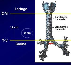 Traqueia É um tubo de 10 a 12 cm com 2,5 cm de diâmetro, revestido por epitélio ciliado, que começa no laringe e acaba na carina.