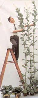 Giberelinas alteram altura das plantas Aplicação de giberelinas pode aumentar a altura das plantas e promover a entrada na fase