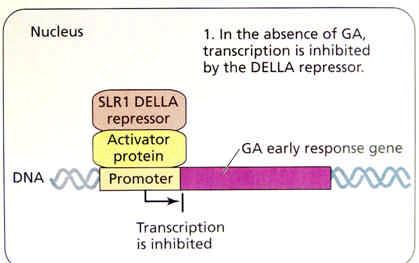 Mecanismo de ação das Giberelinas GA GA GID1 GID1 GA liga-se ao seu receptor, interagindo com um complexo de ubiquitinação, reagindo com DELLA SCF GID2 DELLA Fator de transcrição Gene controlado por