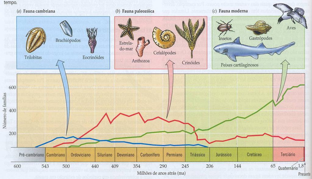 Maiores faunas x n famílias o Faunas: Cambriana Paleozóica