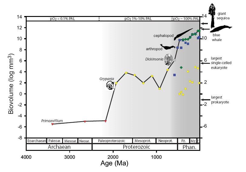 Tamanho dos maiores fósseis x oxigênio atmosférico necessidade crescente de oxigenio com o tamanho O2 O2 < 0,1% O2 = 1%-10% O2~100% plantas vasculares