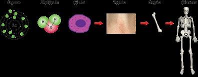 1 INTRODUÇÃO AO ESTUDO DE ANATOMIA E FISIOLOGIA HUMANA Objetivos Ao finalizar esta lição, você deverá ser capaz de: conhecer a composição do corpo humano; entender os conceitos de anatomia e