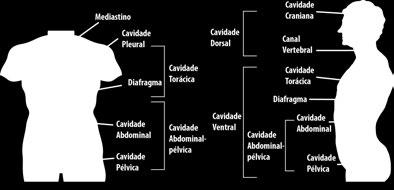 Cavidades viscerais (vista frontal e lateral) Exercitando Em qual cavidade corporal estão localizados o coração e o pulmão? a) Craniana. b) Abdominal. c) Torácica. d) Pélvica.