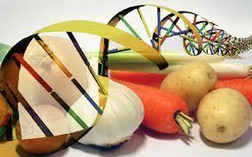 Monitoramento de Alimentos - Programas OGM Detecção e