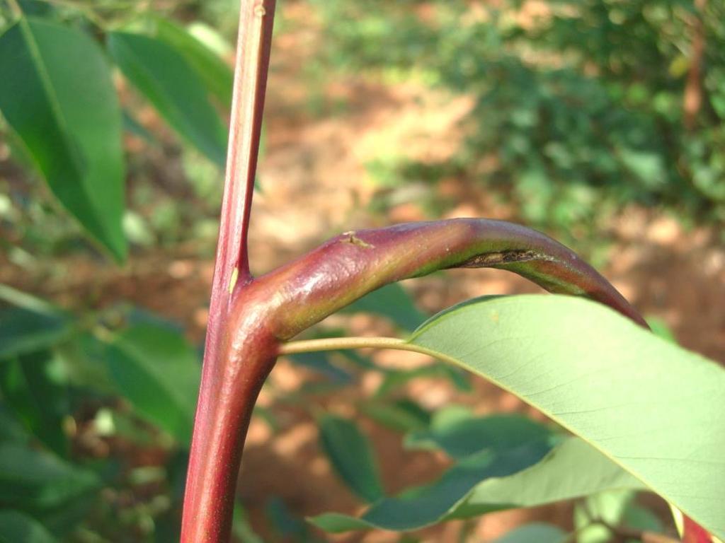 COBRE SINTOMAS DE DEFICIÊNCIA 1. As folhas novas ficam deformadas; 2.