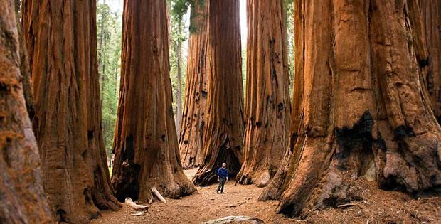 O Parque Nacional da Sequoia, na Califórnia, contém as únicas espécies sobreviventes dentro do seu gênero e hoje são