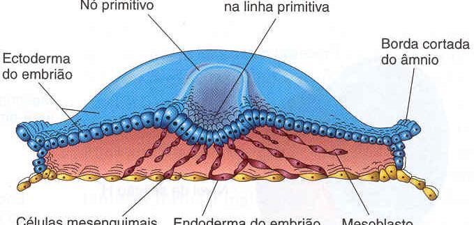 FORMAÇÃO DO