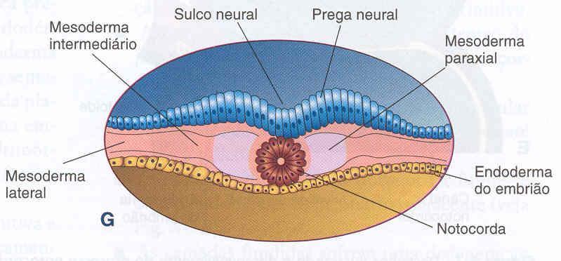 NOTOCORDA