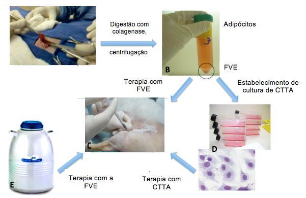 Terapia com CTTAs