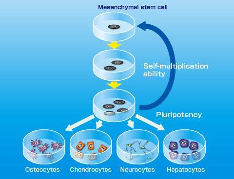 As células-tronco mesenquimais (MSCs) são as de maior