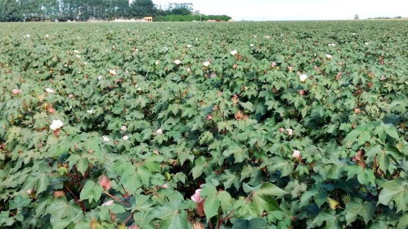 2 As temperaturas no momento e nos dias que sucedem a operação de desfolha não podem estar baixas, pois vários trabalhos científicos apontam para baixa eficiência dos produtos utilizados quando a